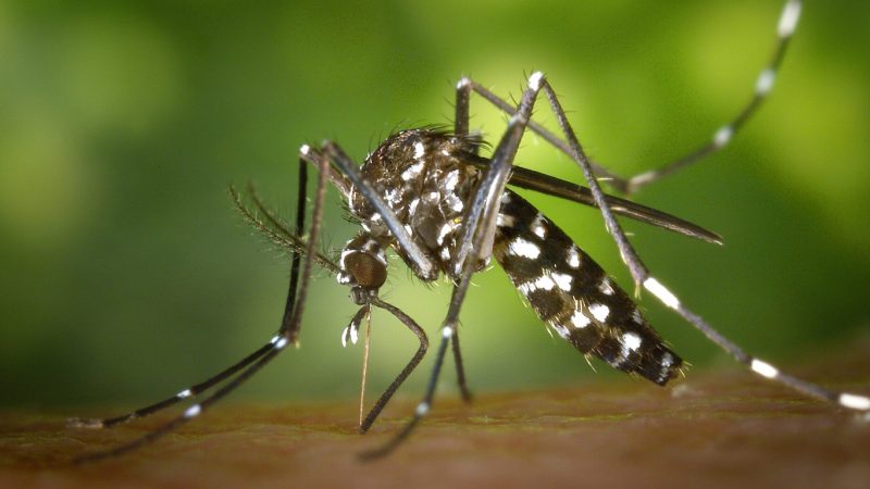Reportan una nueva muerte por dengue